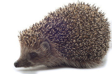 hedgehog close up on a white background