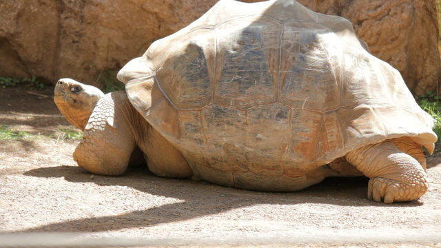 Giant turtle moves his head in animal park