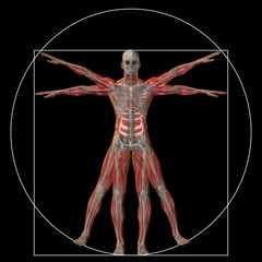 Vitruvian human or man conceptual 3d proportion anatomy body