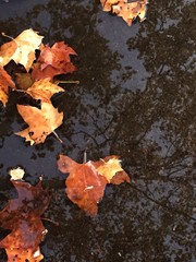 Autumn reflection