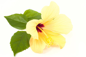 one yellow hibiscus flower closeup on white background