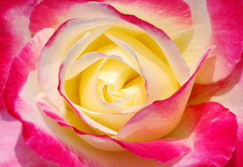 Obraz na płótnie Canvas A beautiful rose
