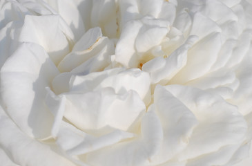 Fototapeta na wymiar White rose background