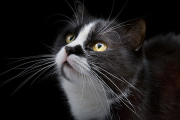 Fototapeta premium cat muzzle with white whiskers close-up on black background