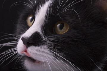 cat face licked closeup on black background