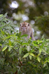 Borneo's wild macaque