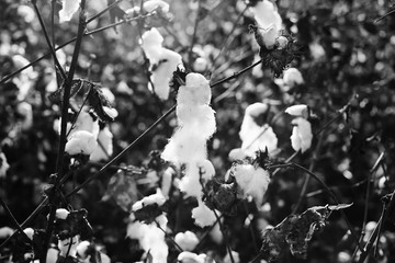 Cotton fields white with ripe cotton ready for harvesting