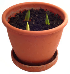 germinated in pot tulips closeup on a white background