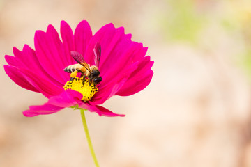 Honey bee collecting pollen and  from pink cosmos flower.