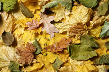 variety of autumn fallen leaves close up