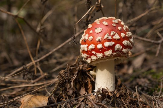 Toadstool / Mushroom / Fungus  