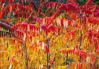 Bright Red and Yellow Sumac Leaves in Autumn