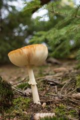 Toadstool / Mushroom / Fungus  