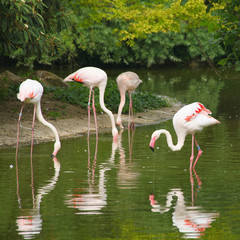 Flamants roses