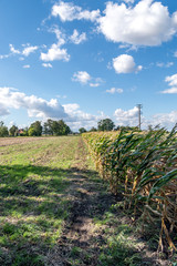 Countryside field with corn, blue skies on background, and bilg white clouds