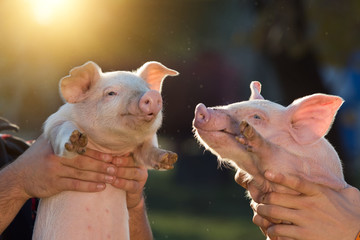 Piglets in workers hands