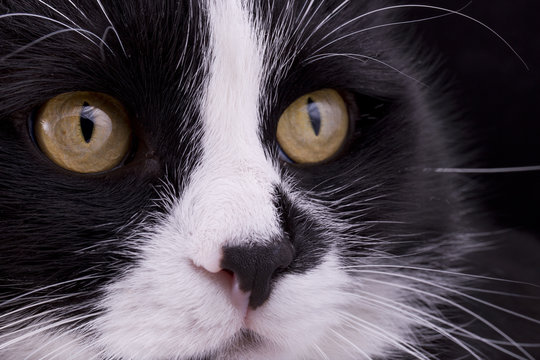 black and white cat muzzle closeup