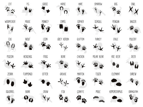 Set of Animal and Bird Silhouettes and Trails with Name 