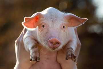 Fototapeta premium Cute piglet in worker's hands on sunlight