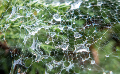 Detail of spider web