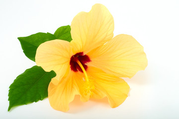 hibiscus flower with green leaves on white separately