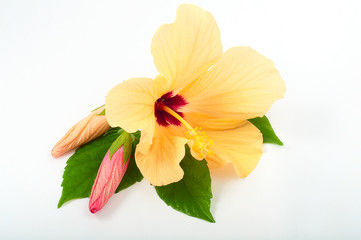 Naklejka na ściany i meble hibiscus flower with green leaves with buds separately on a whit