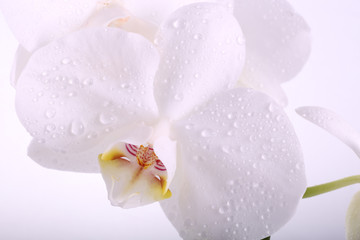 Naklejka na ściany i meble white orchid flower with water droplets macro separately on a wh