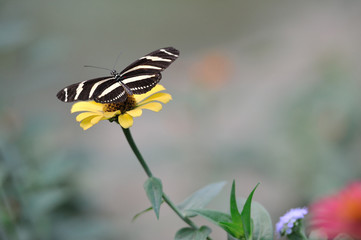 Striped butterfly