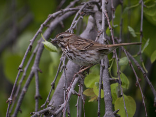 Sparrow bird with bug in it's mouth