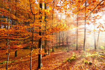 Herbstwald mit farbenfroher Lichtstimmung