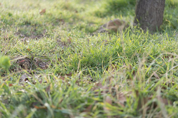 Close up of fresh thick grass with water drops in the early morn