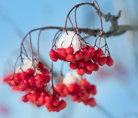 Bright red rowan in the snow against the blue sky