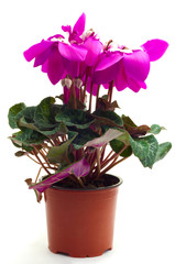 purple cyclamen flower in pot on white separately