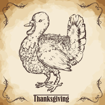 Realistic Thanksgiving Turkey Hand Drawn Style Poster, Vector Illustration