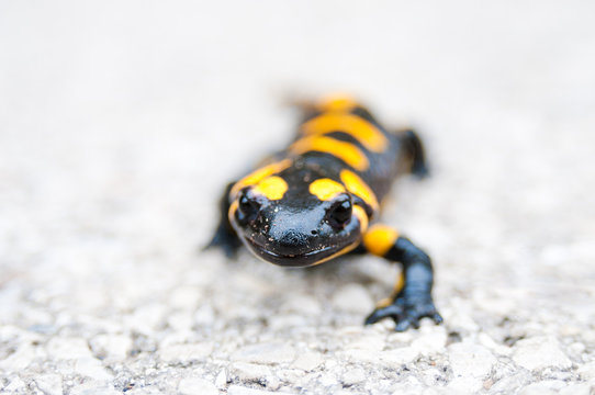 Black yellow spotted fire salamander