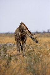 Giraffe, Giraffa camelopardalis, in Etosha National Park, Namibia
