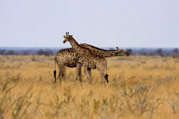 Obraz na płótnie Canvas Giraffe, Giraffa camelopardalis, in Etosha National Park, Namibia