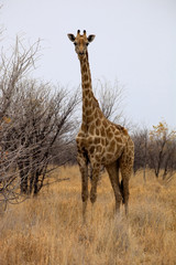 Giraffe, Giraffa camelopardalis, in Etosha National Park, Namibia