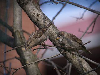 Sparrow bird on a branch