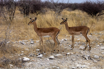 Black-faced Impala, Aepyceros melampus petersi,  Etosha, Namibia