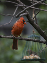 Cardinal on a branch