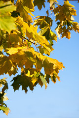 Red and yellow autumn maple leaves