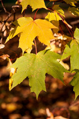 Red and yellow autumn maple leaves