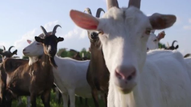 Goat gazes into camera