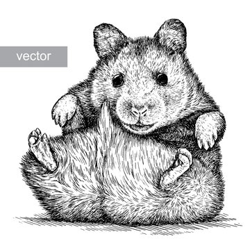 engrave hamster illustration