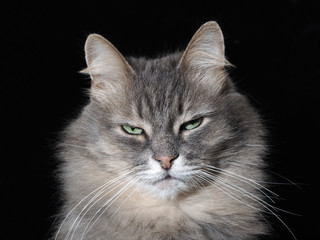 Усталый взгляд. Портрет усталого кота на черном фоне