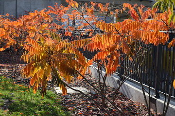Rhus typhina Essigbaum in Herbstfärbung