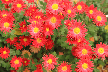 red flowers backgropund