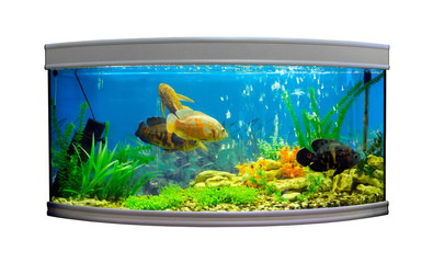 Beautiful semi-circular aquarium with tropical fish on a white background