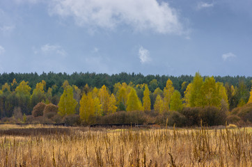 Autumn trees in a forest